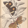 1. Epidesmia tricolor; 2. Scopelodes unicolor; 3. Tortrix Crameriana