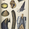 1. Trochus ziziphinus, Pearly Top; 2. Littorina littoralis, Periwinkle; 3. Patella vulgaris, Limpet. Ditto, showing under-side; 4. Purpura lapillus; 5. Scalatia communis, Common Wentletrap; 6. Cardium edule, Common Cockle; 7. Solen ensis, Razor-shell; 8. Mytilus edulis, Mussle; 9. Pholas dactylus
