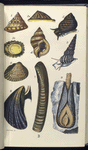 1. Trochus ziziphinus, Pearly Top; 2. Littorina littoralis, Periwinkle; 3. Patella vulgaris, Limpet. Ditto, showing under-side; 4. Purpura lapillus; 5. Scalatia communis, Common Wentletrap; 6. Cardium edule, Common Cockle; 7. Solen ensis, Razor-shell; 8. Mytilus edulis, Mussle; 9. Pholas dactylus