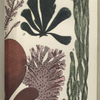 1. Corallina officinalis, Common Coralline. A portion of front, with terminal ceramidium; 2. Cladophora arcta; 3. Emteromorpha conpressa, Sea Grass; 4. Iridæa edulis, Dulse, or dillosk; 5. Nitophyllum punctatum