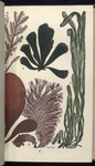 1. Corallina officinalis, Common Coralline. A portion of front, with terminal ceramidium; 2. Cladophora arcta; 3. Emteromorpha conpressa, Sea Grass; 4. Iridæa edulis, Dulse, or dillosk; 5. Nitophyllum punctatum