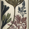 1. Laminaria digitata, Tangle; 2. Fucus serratus, Notched wrack; 3. Bryopsis plumosa; 4. Delesseria hypoglossum