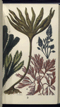 1. Laminaria digitata, Tangle; 2. Fucus serratus, Notched wrack; 3. Bryopsis plumosa; 4. Delesseria hypoglossum