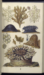 1. Sertularia fillicula; 2. Flustra foliacea; 3. Coryne pusilla; 4. Actinia mesembryanthemum; 5. Ditto; 6. Lepralia ciliata; 7. Cellularia avicularis; 8. Alcyonium digitatum; 9. Bunodes crassicornis