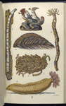 1. Serpula contortuplicata; 2. Tube of Terebella; 3. Teredo navalis, Shipworm; 4. Aphrodite, or Halithea aculeata, Sea-mouse; 5. Sabella; 6. Holothuria, Sea-cucumber
