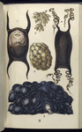 1. Egg of Skate; 2.  Eggs of Purpura; 3. Egg-cluster of Whelk; 4. Egg of Dog-fish; 5. Egg-cluster of Sepia, or Cuttle