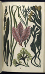1. Fucus nodosus; 2. Zostera marina, Grasswrack, or Alva; 3. Delesseria sanguinea; 4. Furcellaria fastigiata; 5. Chondrus crispus, Irish, or Carrageen Moss; 6. Fucus vesiculosus, Bladder-wrack