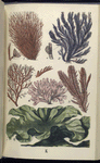 1. Griffithsia setacea. A fruit magnified; 2. Polysiphonia urceolata. A fruit magnified;  3. Plocamium coccineum. A portion magnified; 4. Rhodymenia bifida; 5. Ptilota plumosa; 6. Ulva latissima, Green Laver, or Sloke
