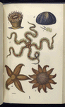 1. Caryophyllia Smithii, Common Madrepore; 2. Echinus Sphære, Urchin, or Sea-egg; 3. Ophiocoma rosula, Brittle-star; 4. Uraster rubens, Five-finger star; 5. Solaster papposa, Sun-star