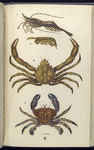 1. Pandalus annulicornis, Æsop Prawn; 2.  Sandskipper; 3. Maia squinado, Spider-crab; 4. Portunus puber, Velvet swimming  Crab, or Velvet Fiddler