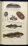 1. Æquorea, Medusa, or Jelly-fish; 2. Cydippe pileus, Beroe, or Egg Jelly-fish; 3. Balanus, Acorn-shell, or Acorn-barnacle; 4. Doris ptilota, Naked-gilled Sea-slug; 5. Gobius unipunctatus, One-spotted Goby; 6. Blennius pholis, Shanny