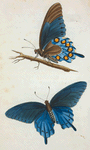 Papilio: Papilio philenor. fabr.