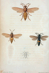 Stizus: Stizus grandis, Stizus unicinctus
