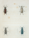 Lytta: Lytta nuttalli, Lytta albida, Lytta maculata, Lytta sphæricollis.