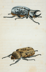 Scarabæus: Scarabæus tityus. linn.