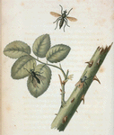 Laphria: Laphria fulvicauda, Laphria sericea, Laphria dorsata.