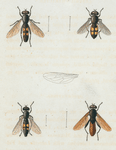 Xylota: Xylota quadrata, Xylota ejuncida, Xylota proxima, Xylota hæmatodes.