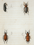 Calandra: Calandra tredecim-punctata, Calandra tredecim-punctata, var, Calandra quinque-punctata, Calandra compressirostra.
