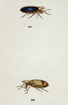 Anthicus: Anthicus bicolor, Anthicus monodon, fabr.