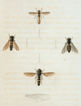 Syrphus: Syrphus cylindricus, Syrphus obscurus, Syrphus obriquus, Syrphus politus.