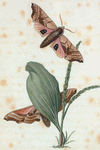 Smerinthus: Smerinthus geminatus.