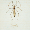 Berytus: Berytus spinosus.