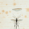 Pelecinus: Pelecinus polycerator. drury.