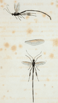 Pelecinus: Pelecinus polycerator. drury.