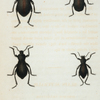 Blaps: Blaps suturalis, Blaps acuta, Blaps obscura, Blaps hispilabris.