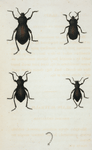 Blaps: Blaps suturalis, Blaps acuta, Blaps obscura, Blaps hispilabris.