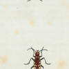 Title page.