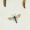 A Ægeria : Ægeria exitiosa, Ægeria omphale.