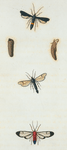A Ægeria : Ægeria exitiosa, Ægeria omphale.