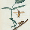 Coenomyia: Coenomyia pallida.