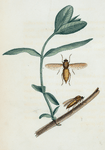 Coenomyia: Coenomyia pallida.