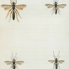 Ichneumon: Ichneumon devinctor, Ichneumon unifasciatorius, Ichneumon centrator, Ichneumon brevicinctor.