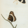 Limenitis: Limenitis arthemis.