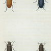 Dicælus: Dicælus violaceus, Dicælus splendidus, Dicælus dilatatus, Dicælus sculptilis.