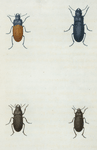 Dicælus: Dicælus violaceus, Dicælus splendidus, Dicælus dilatatus, Dicælus sculptilis.