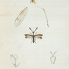 Mantispa: Mantispa brunnea, Mantispa, interrupta.