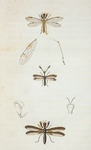 Mantispa: Mantispa brunnea, Mantispa, interrupta.