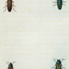 Buprestis: Buprestis rufipes, Buprestis fasciata, Buprestis confluenta, Buprestis campestris.