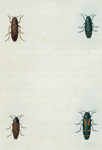 Buprestis: Buprestis rufipes, Buprestis fasciata, Buprestis confluenta, Buprestis campestris.