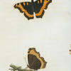 Vanessa: Vanessa furcillata.
