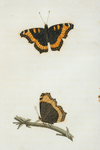 Vanessa: Vanessa furcillata.