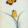 Pieris: Pieris nicippe.