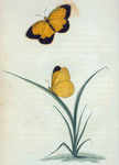 Pieris: Pieris nicippe.
