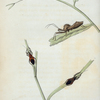 Reduvius. fabr. latr.: Reduvius novenarius, Reduvius crassipes, Reduvius spissipes, Reduvius raptatorius.
