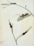 Reduvius. fabr. latr.: Reduvius novenarius, Reduvius crassipes, Reduvius spissipes, Reduvius raptatorius.