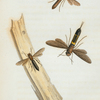 Tremex: Tremex obsoletus, Tremex columba.